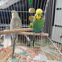 مرغ عشق انگلیسی