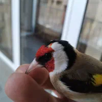 ماکت س ه ر ه