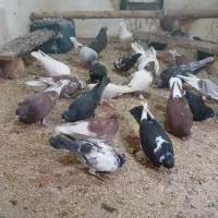 کفتر کبوتر|پرنده|باسمنج, |دیوار
