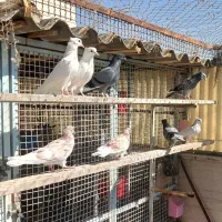 جوجه پرشی|پرنده|تهران, فلاح|دیوار