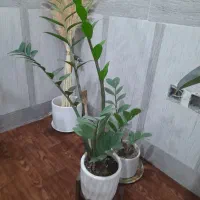 تعدادی گیاه زیبا آپارتمانی|گل و گیاه طبیعی|اهواز, زیتون کارگری|دیوار