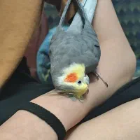 عروس هلندی از خونه اومده بیرون