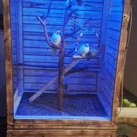 قفس چوبی پرنده|لوازم جانبی حیوانات|خوی, |دیوار