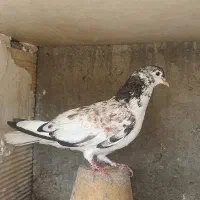 دمگیر دوبحر ۶ دنگ شیویدی|پرنده|اصفهان, ارداجی|دیوار