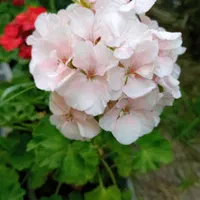 گل شمعدانی هلندی