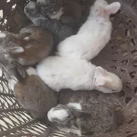 بچه خرگوش خوشکل از نژاد خوب|موش و خرگوش|جهرم, |دیوار