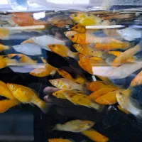 فروش انواع ماهیان اکواریومی|ماهی|کرج, فاز ۳ گوهردشت|دیوار