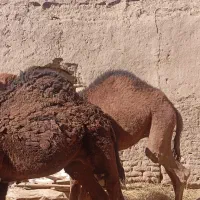 شتر|حیوانات مزرعه|نهبندان, |دیوار