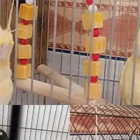 فروش عروس هلندی ب قیمت خوب