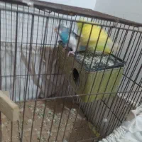 مرغ عشق|پرنده|تاکستان, |دیوار