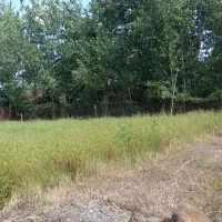 فروش-فوری-زمین-شالیزار