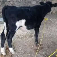 گوساله|حیوانات مزرعه|سرپل ذهاب, |دیوار