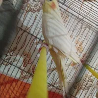 عروس هلندی زیر قیمت|پرنده|خرم‌آباد, |دیوار