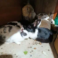 هشت خرگوش بفروش می‌رسد