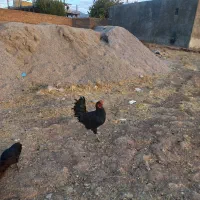 خروس پنج ماهه لکی اصل زیر مرغی