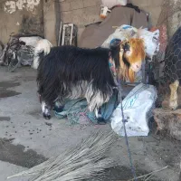 تیشتر