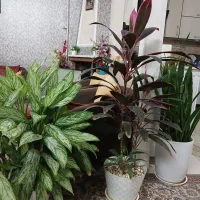 ۳ عدد گل طبیعی|حراج|فردیس, فردیس|دیوار