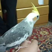 عروس هلندی|پرنده|یزد, |دیوار