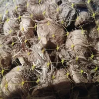 ۲تن پیاز داخل طوری اماده فروش