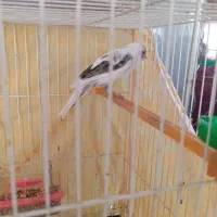 قناری نر ابلغ