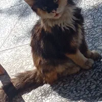 گربه خونگی