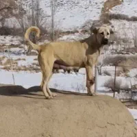 سگ پژدر ماده