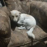 سگ اشپیتز ماده|سگ|الوند, |دیوار