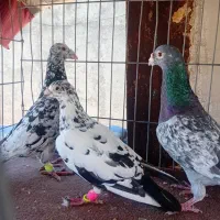 ۶ تا سار وسرور زاغ کاکولی بزک