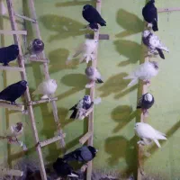 تعداد60عددکبوترازهمه رقم