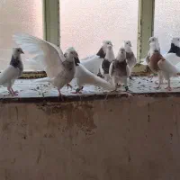 طوقی همه رنگ جفتی