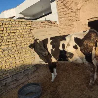 گاو شیری|حیوانات مزرعه|سده (خراسان جنوبی), |دیوار