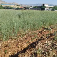 زمین بکر  سپیدان  هماشهر  تیس خانی|فروش زمین و ملک کلنگی|همایجان, |دیوار