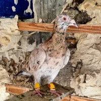 کبوتر هفرنگ|پرنده|قزوین, |دیوار