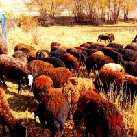 گوسفند آبستن وبره دار