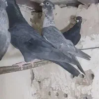 ۴ تا ماده موشی جوان پرشی