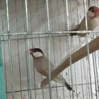 فنچ نرگسی شکلاتی جفت مولد با جوجه