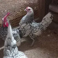 قناری زرد ماده جفت نخورده ، سیبرایت مرغ وخروس|پرنده|رشت, نخودچر|دیوار