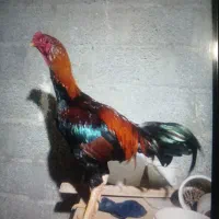 خروس لاری|حیوانات مزرعه|رشت, حومه رشت|دیوار