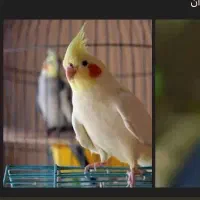 خرید و فروش پرنده