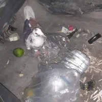 کفتر پلاکی چاپی|پرنده|شیراز, سلطان آباد|دیوار