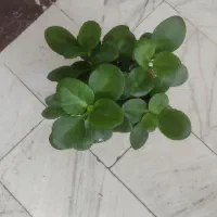 گل و گیاه|گل و گیاه طبیعی|مبارکه, |دیوار
