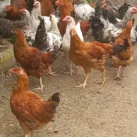 *نیمچه مرغ وخروس ۵ماه ارگانیک.