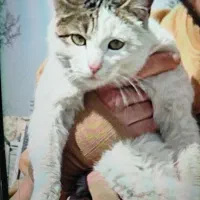 واگذاری رایگان گربه