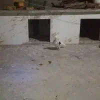 سه عدد کبوتر نر پرشی