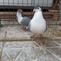 کفتر فروشی|پرنده|مبارکه, |دیوار