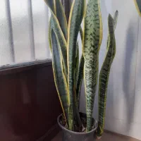 سانسوریا ابلغ|گل و گیاه طبیعی|قم, نیروگاه|دیوار