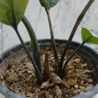 حراج زامفولیا|گل و گیاه طبیعی|سمنان, |دیوار