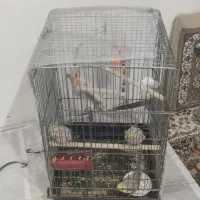 عروس هلندی
