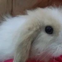 خرگوش لوپ|موش و خرگوش|شوشتر, |دیوار