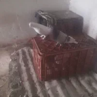 کبوتر تزیینی کاکل و پرشی|پرنده|کلاچای, |دیوار